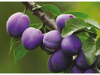 Susino (Prunus Domestica)